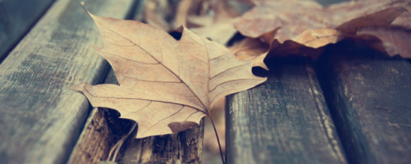 natures mortes